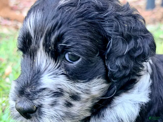 Goldendoodle dogs for sale: Harvey - Ad 15
