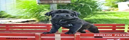 Mini Hippo dogs for sale: Jenny - Ad 10