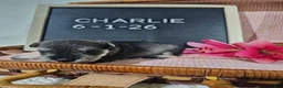 Miniature Schnauzer dogs for sale: Charlie - Ad 3