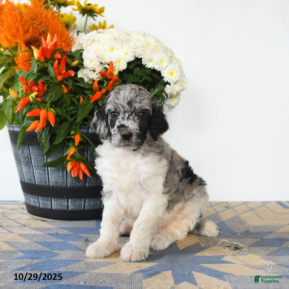 Standard Poodle dogs Trooper - Ad 3