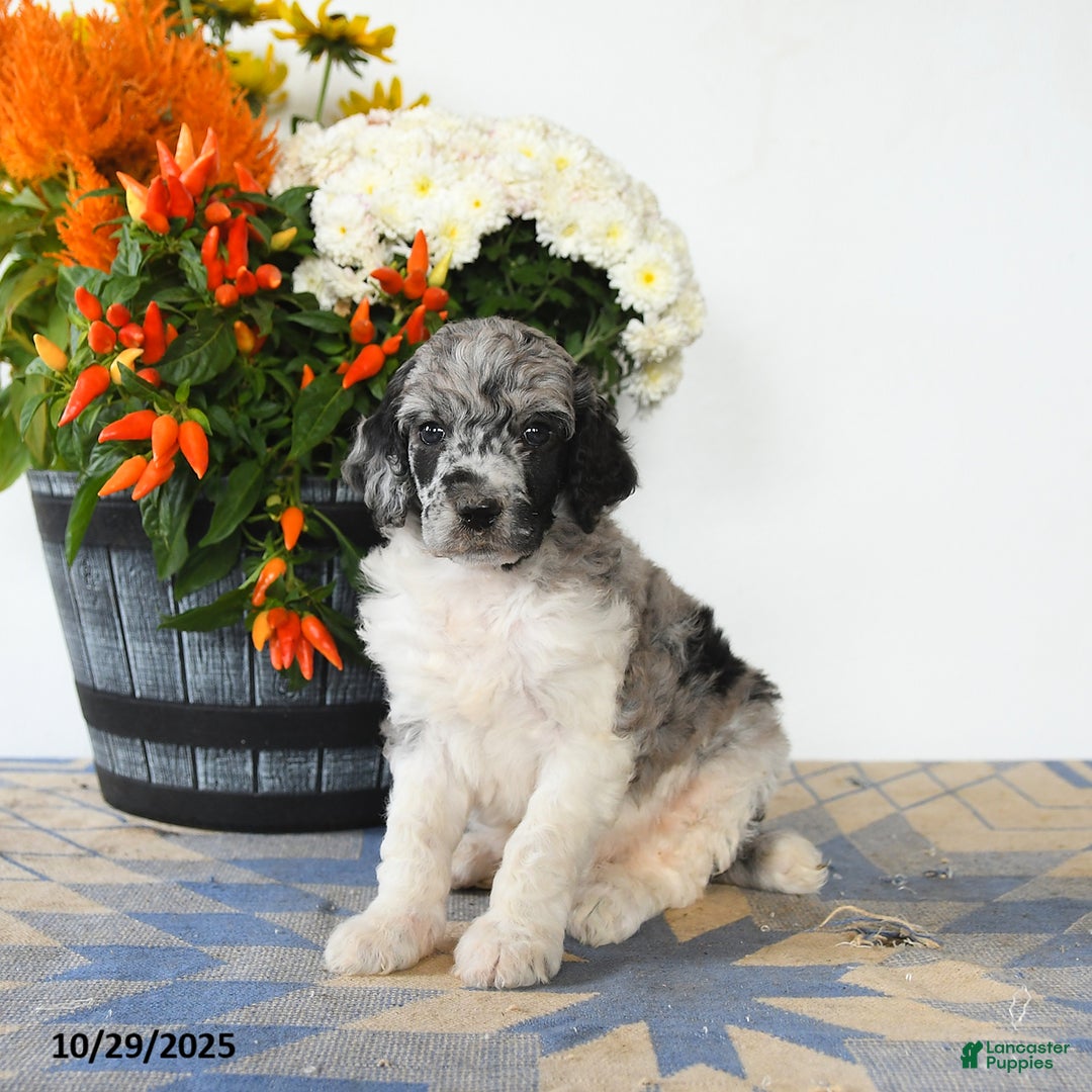 Standard Poodle dogs for sale: Trooper - Ad 1