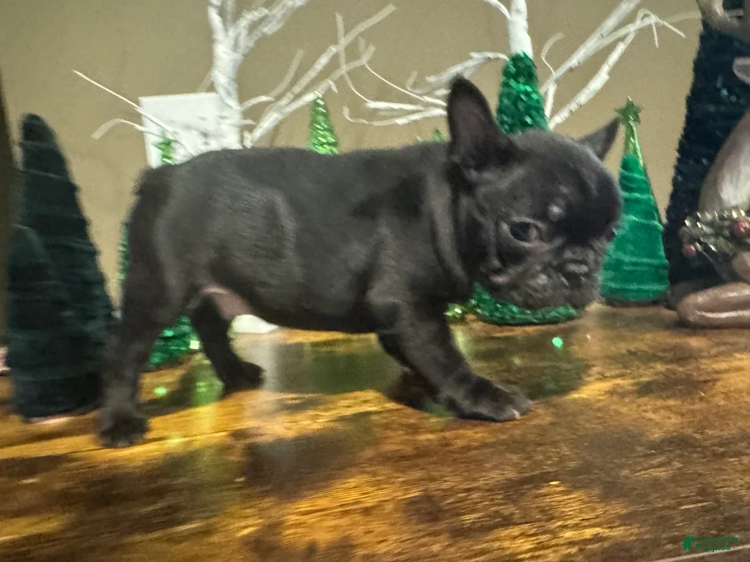 French Bulldog dogs for sale: French Bulldog Puppy 3 - Ad 7