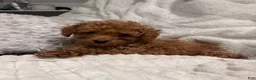 Toy Poodle dogs for sale: Tiny Ziggy- AKC POTTY & CRATE  TRAINED GENETICALLY HEALTH TESTED PARENTS - Ad 5