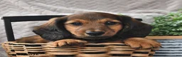 Miniature Dachshund dogs for sale: Tessie - Ad 4