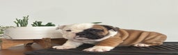 English Bulldog dogs for sale: Tater - Ad 8