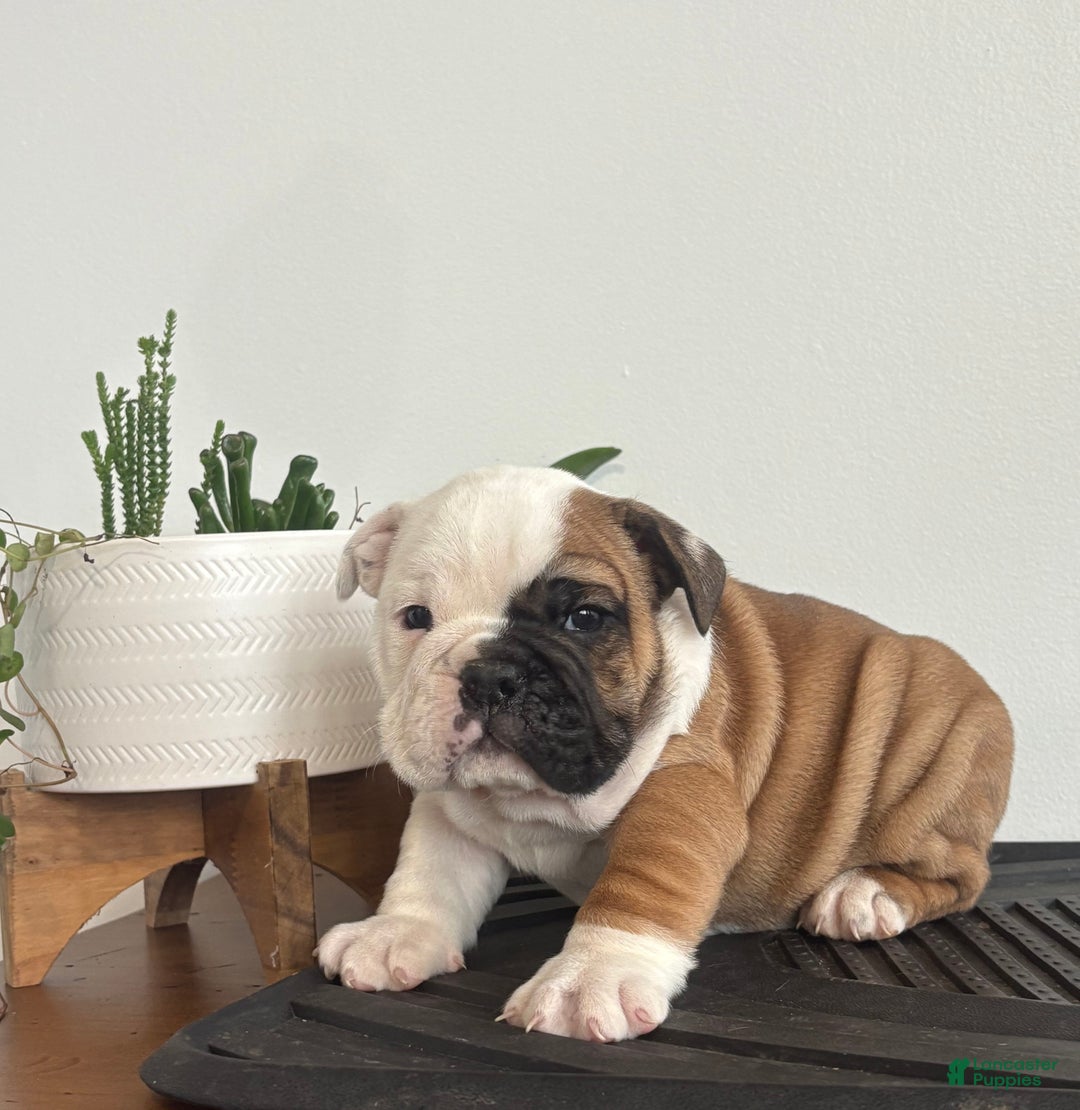English Bulldog dogs for sale: Tater - Ad 8