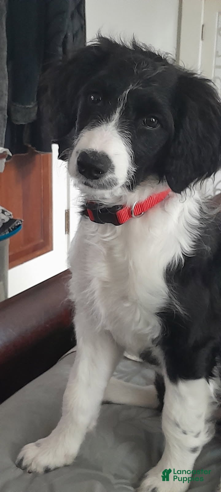 Bordoodle dogs Bordoodle Puppy 8 - Ad 1