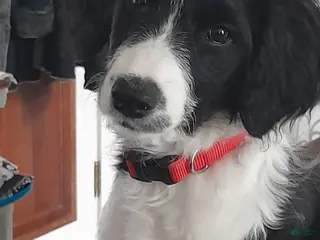 Bordoodle dogs Bordoodle Puppy 8 - Ad 1