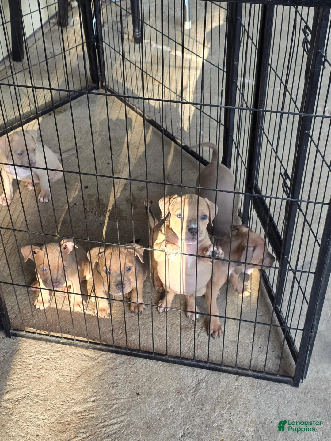 American Bully dogs for sale: American Bully 8 - Ad 2