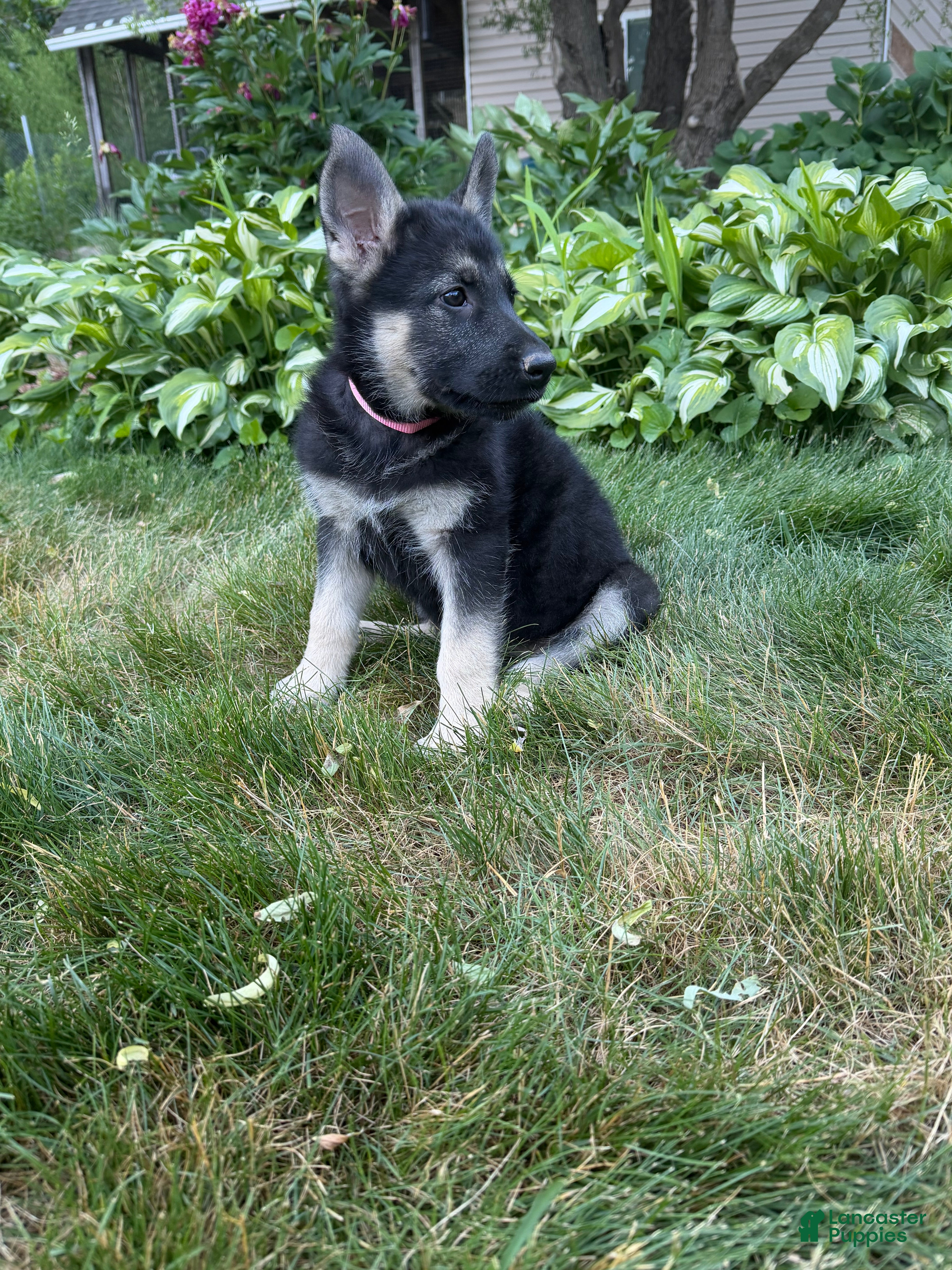 German Shepherd dogs Nala  - Ad 39