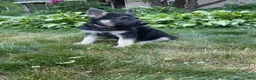 German Shepherd dogs for sale: Nala  - Ad 1