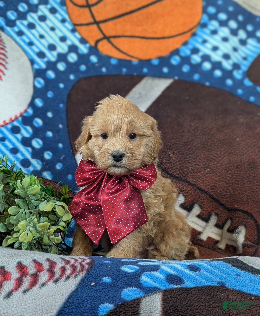 Cockapoo dogs for sale: Alexander Hypoallergenic - Ad 1
