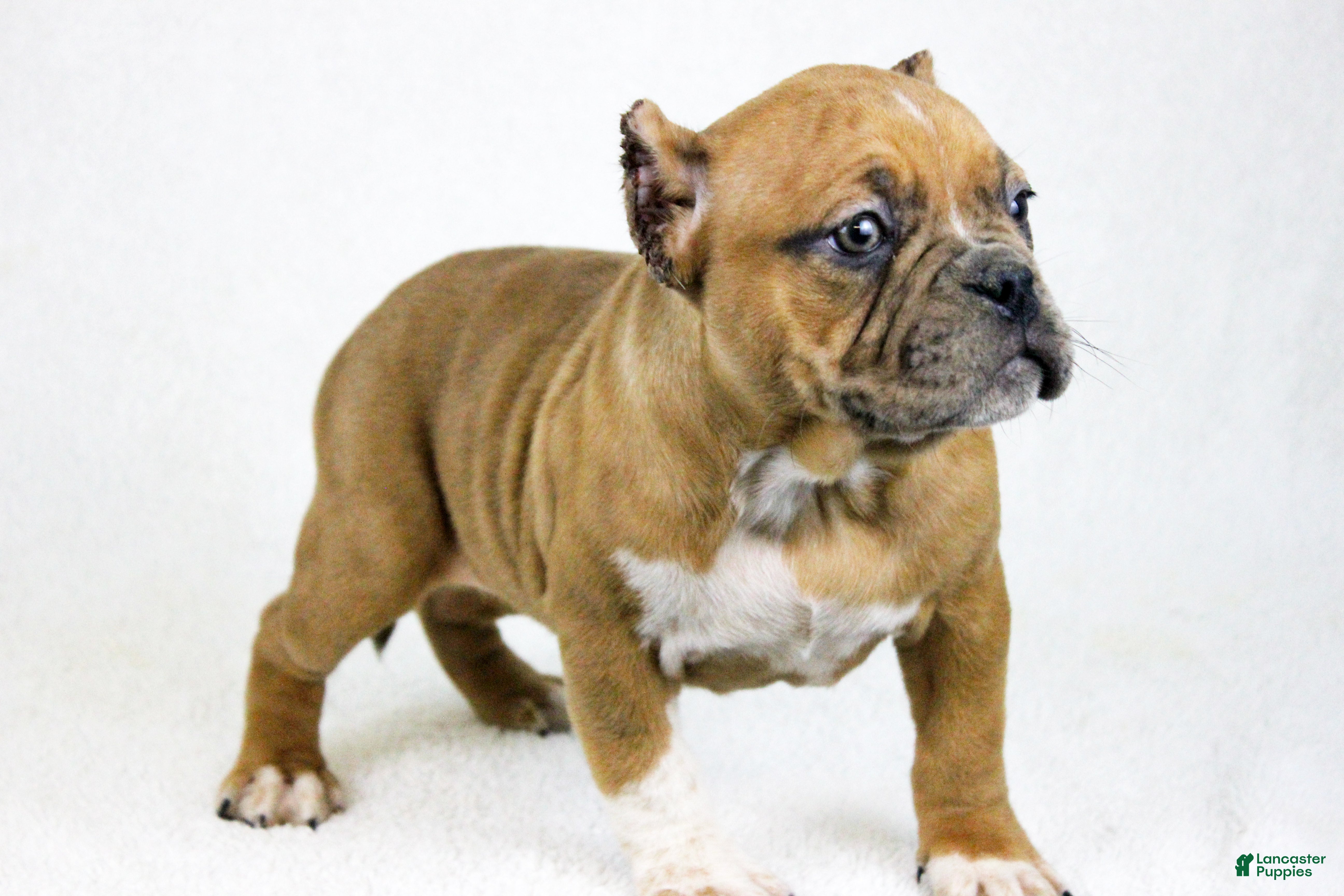 American Bully dogs Black Fawn Merle Female - Ad 9