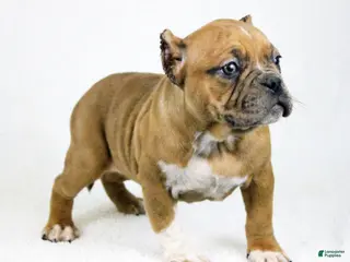 American Bully dogs Black Fawn Merle Female - Ad 9