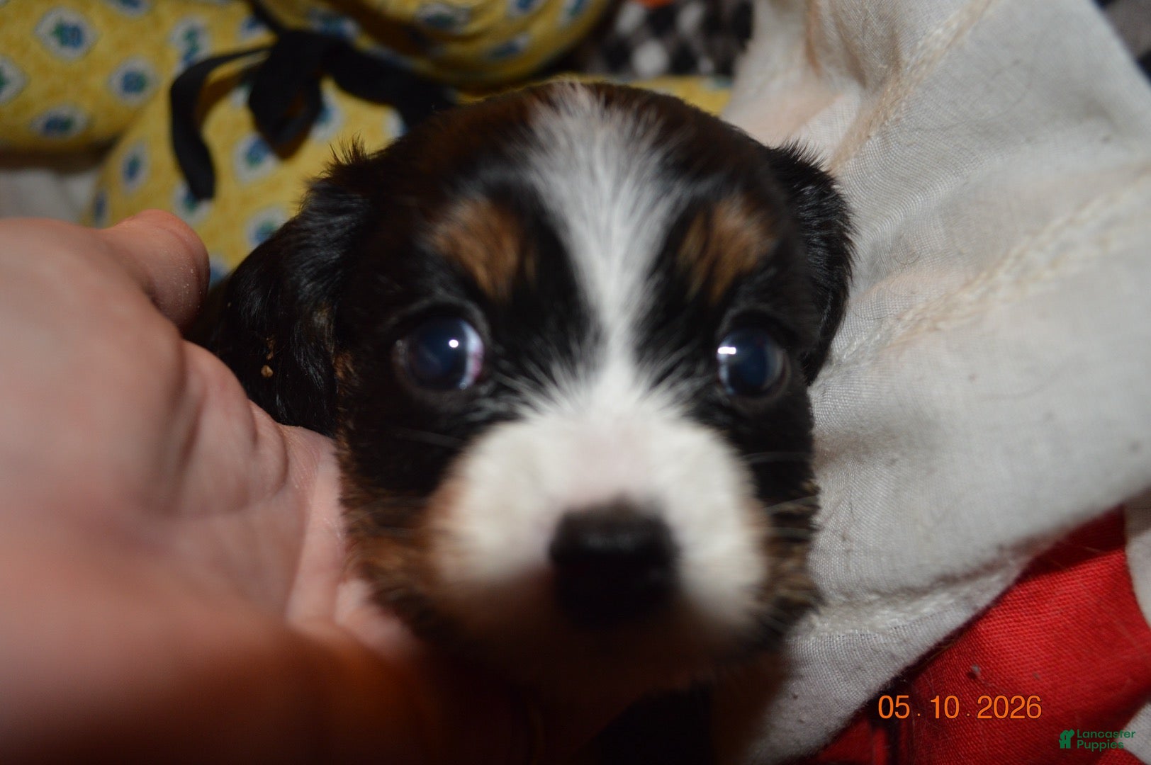 Cavalier King Charles Spaniel dogs for sale: Cavalier King Charles Spaniel Puppy 2 - Stewie - Ad 2