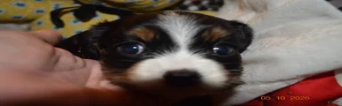 Cavalier King Charles Spaniel Puppy 2 - Stewie