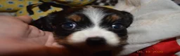 Cavalier King Charles Spaniel dogs for sale: Cavalier King Charles Spaniel Puppy 2 - Stewie - Ad 1