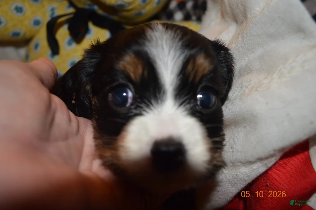 Cavalier King Charles Spaniel dogs for sale: Cavalier King Charles Spaniel Puppy 2 - Stewie - Ad 1