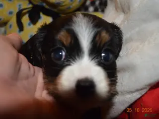 Cavalier King Charles Spaniel dogs Cavalier King Charles Spaniel Puppy 2 - Stewie - Ad 9
