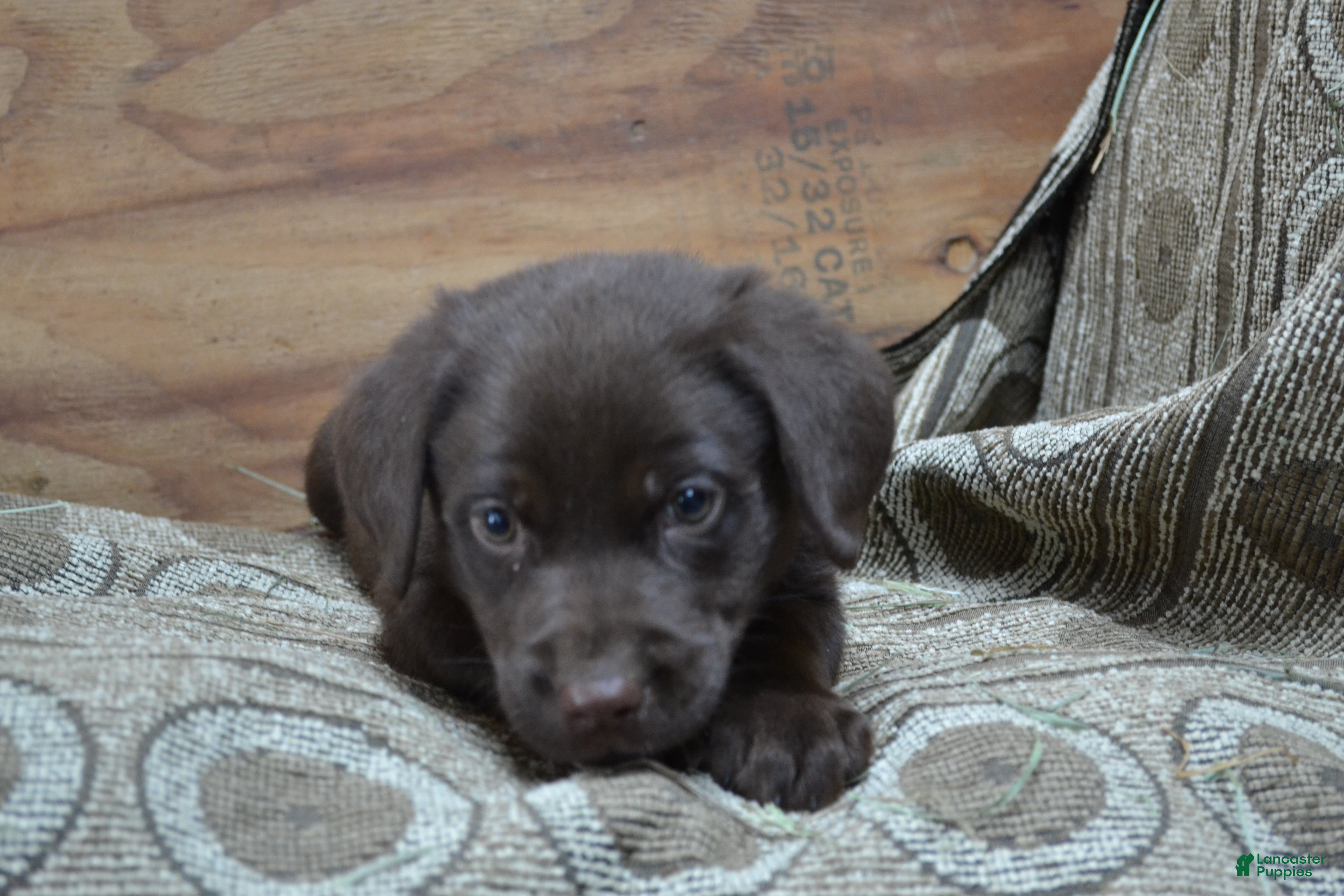 Labrador Retriever dogs Lanson - Ad 1