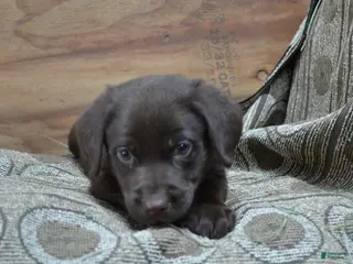 Labrador Retriever dogs for sale: Lanson - Ad 3