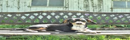 Mixed Breed dogs for sale: Shorty  - Ad 4