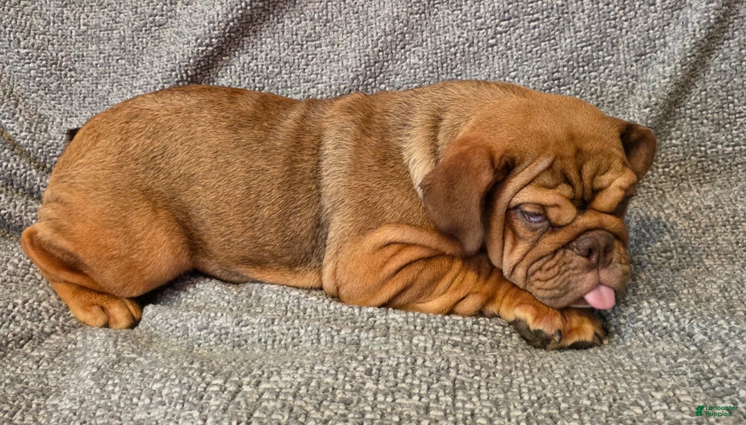 English Bulldog dogs for sale: Caroline - Ad 3