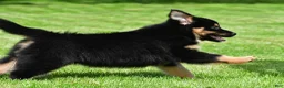 Australian Shepherd dogs for sale: Carson - Ad 9