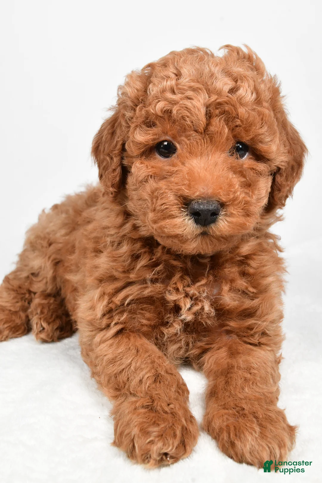 Miniature Poodle dogs for sale: Max - Ad 6