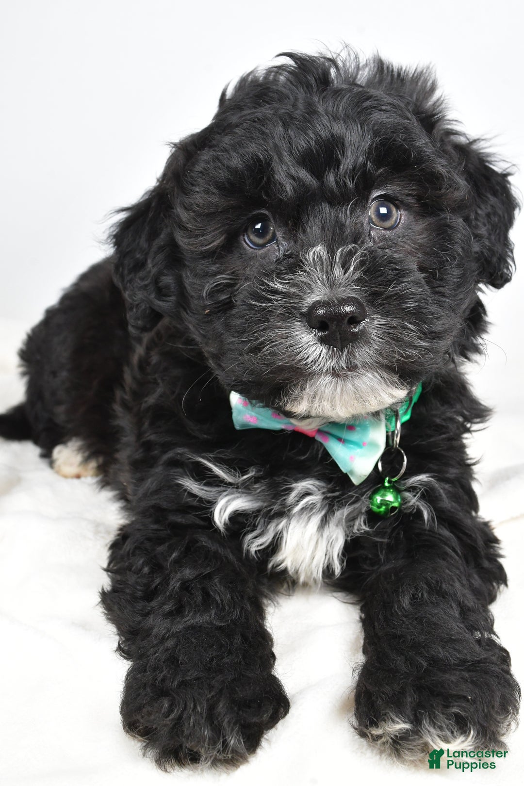 Newfypoo dogs for sale: Hickory f one b - Ad 4