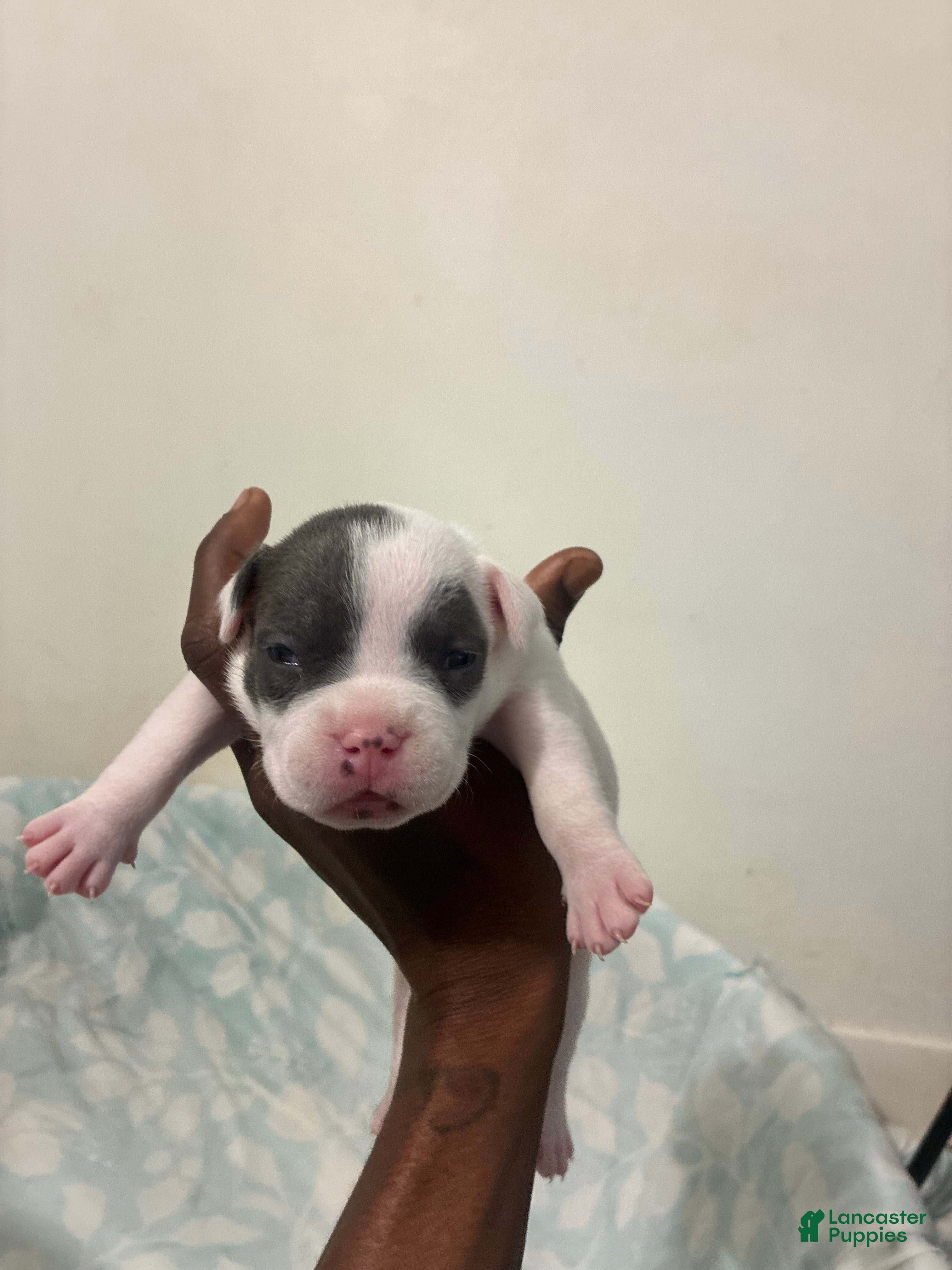 American Bully dogs for sale: American Bully 4 - Ad 13