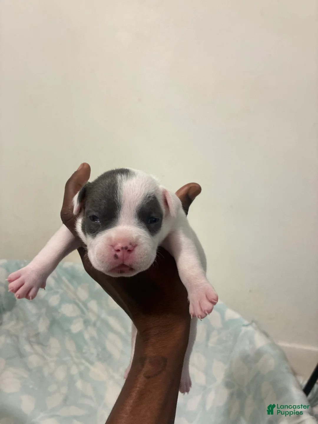 American Bully dogs for sale: American Bully 4 - Ad 1