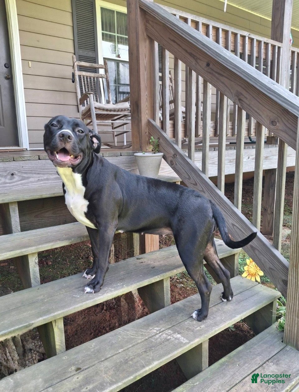 Mixed Breed dogs Puppy 2 - Ad 2