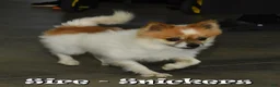 Pomeranian dogs for sale: Mason - Ad 11