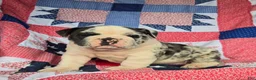 Olde English Bulldogge dogs for sale: Ginger - Ad 2