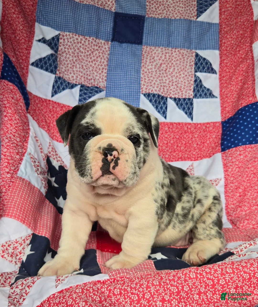 Olde English Bulldogge dogs for sale: Ginger - Ad 2
