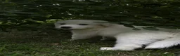 Great Pyrenees dogs for sale: Great Pyrenees pup - Ad 4