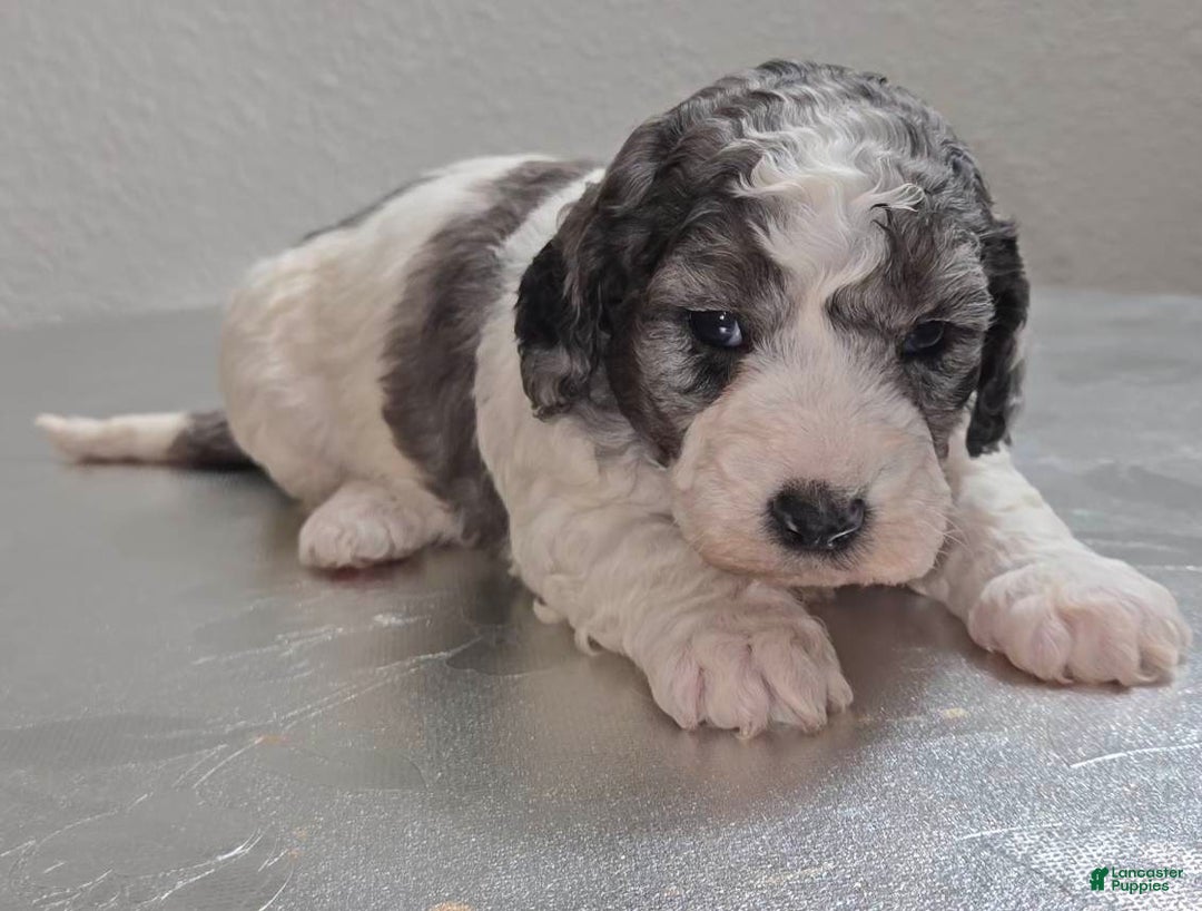 Mini Goldendoodle dogs for sale: Mia - Ad 2