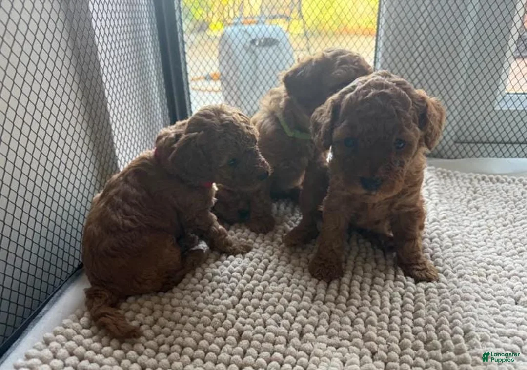 Toy Poodle dogs for sale: Ruby - Ad 6