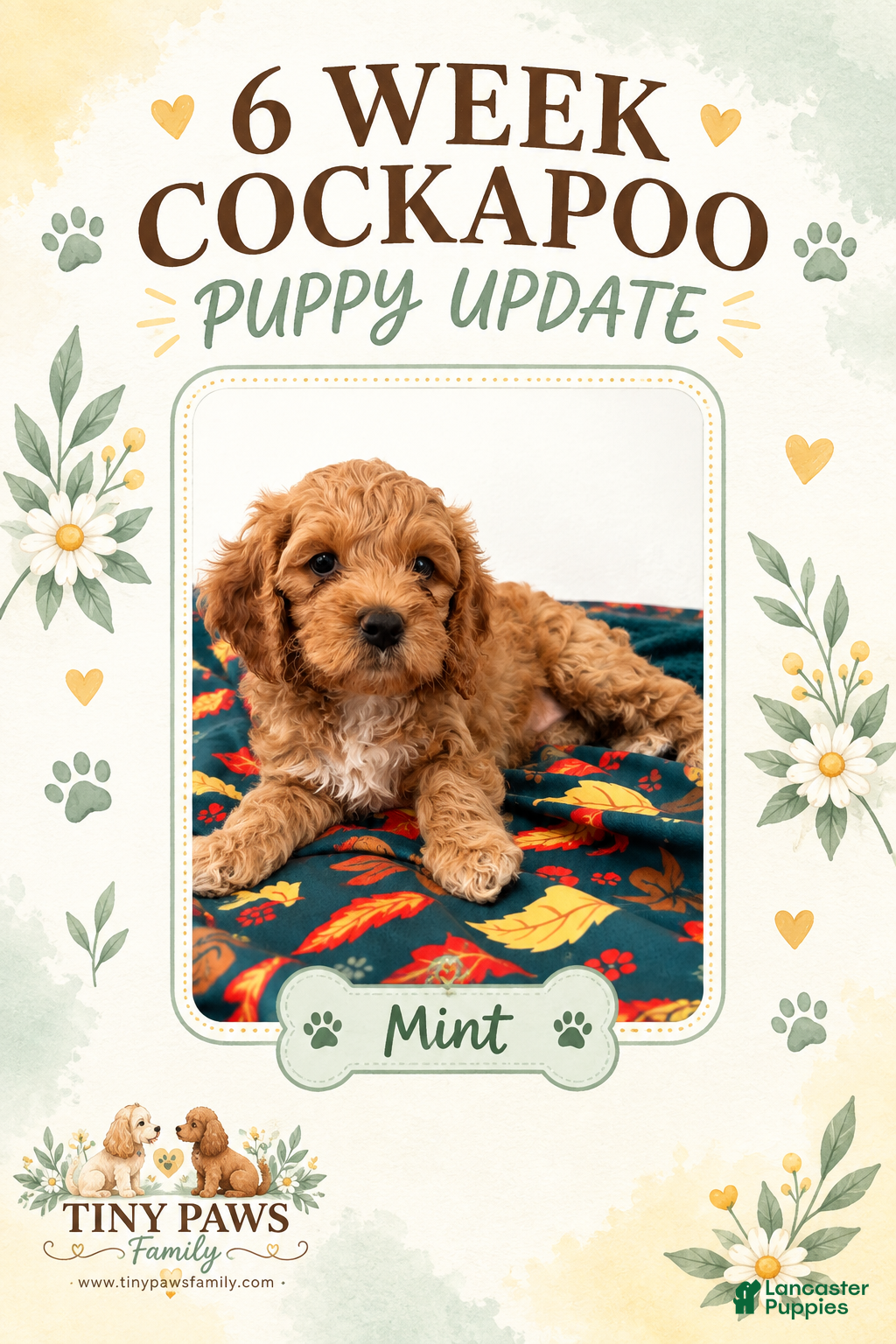Cockapoo dogs for sale: Mint Collar - Ad 10