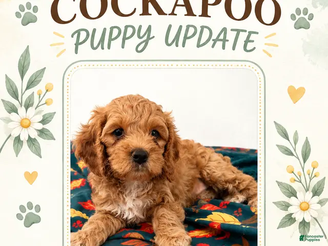 Cockapoo dogs for sale: Mint Collar - Ad 10
