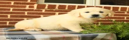 Golden Retriever dogs for sale: Patty - Ad 3