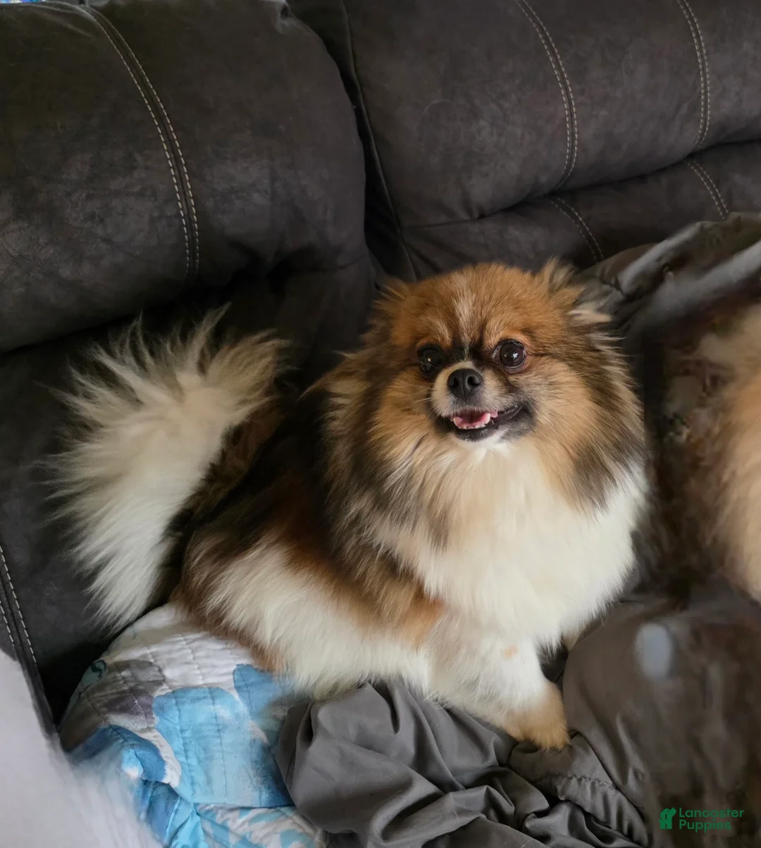 Pomeranian dogs for sale: Raphael  - Ad 6