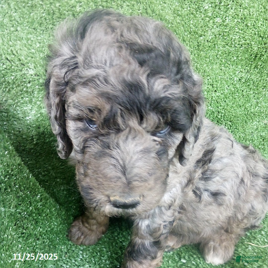 Goldendoodle dogs for sale: Lucky - Merle - Ad 6