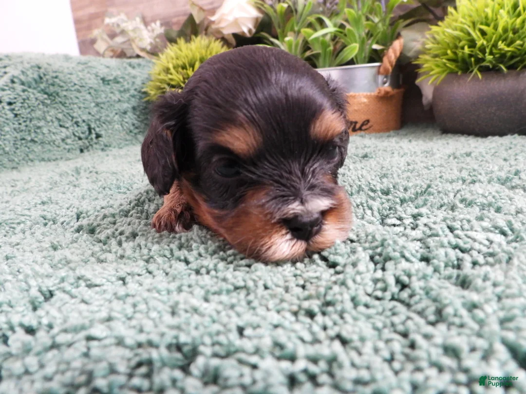Cavapoo dogs for sale: Cavapoo Puppy #3 (Chelsea) - Ad 2