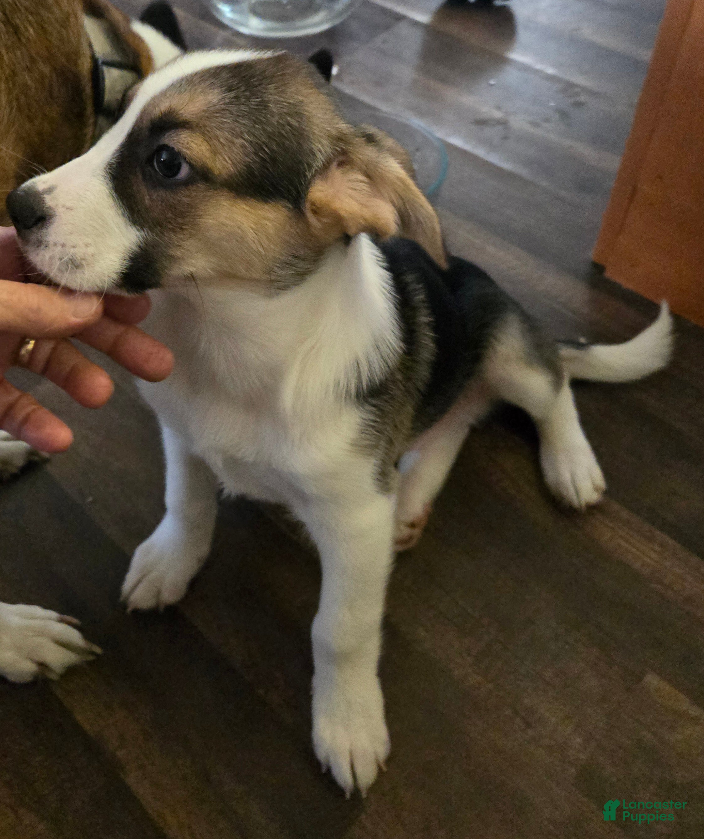 Mixed Breed dogs PEPE' - Ad 2