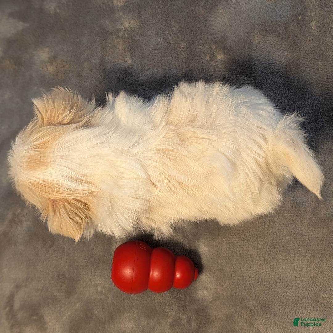 Shih Tzu dogs for sale: Hummingbird - Ad 12