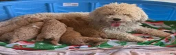 Toy Poodle dogs for sale: Toy Poodle 5 - named Cinnamon  - Ad 8