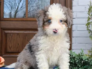 Mini Bernedoodle dogs for sale: Isaac - Ad 4