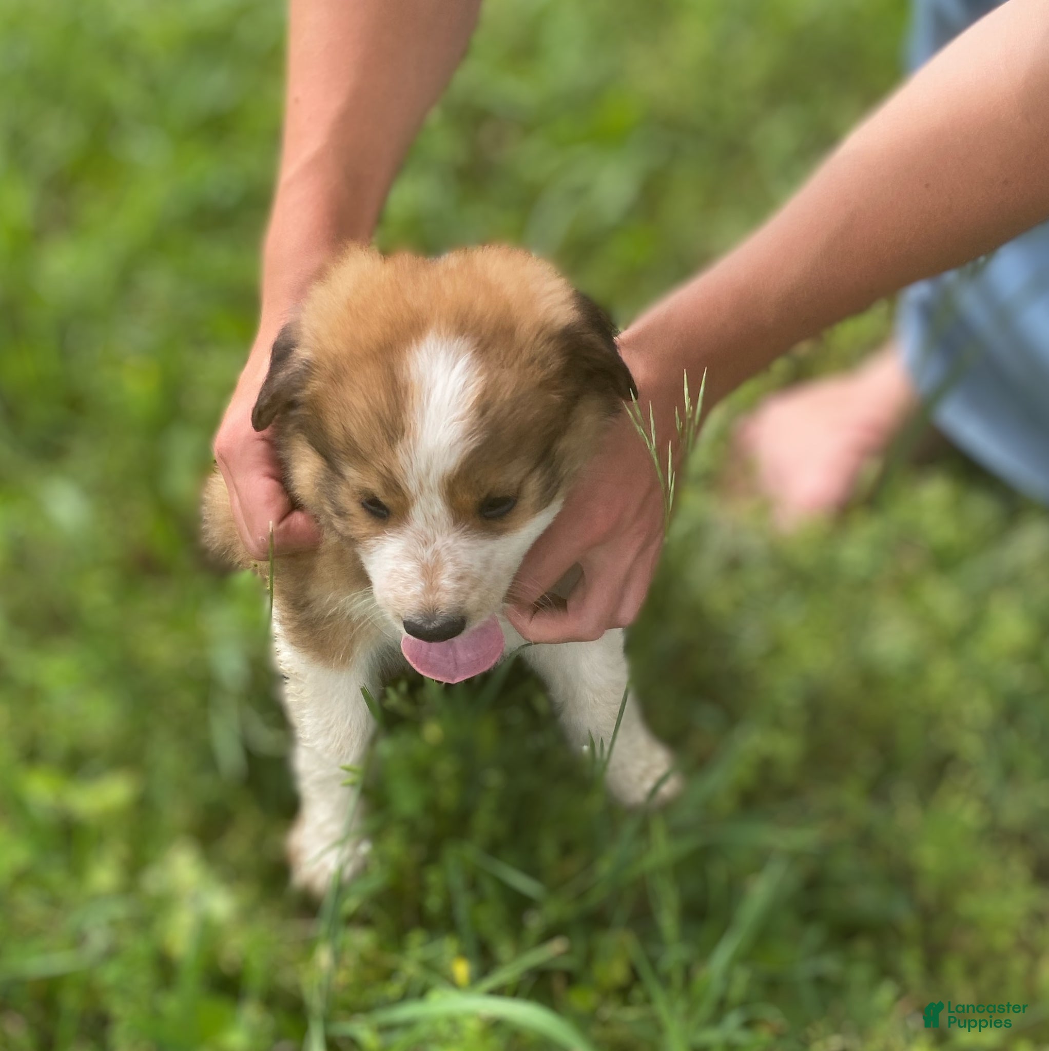 Mixed Breed dogs for sale: ♥️HAPPY GIRL HEIDI♥️ - Ad 22